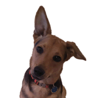 Friendly dog wagging tail